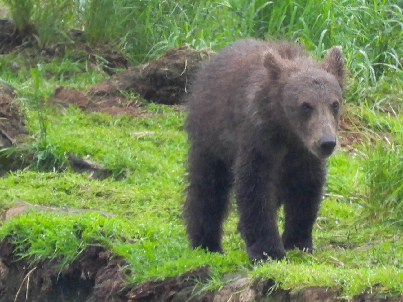 a scruffy, dark brown bear cub stands over bright green grasses.