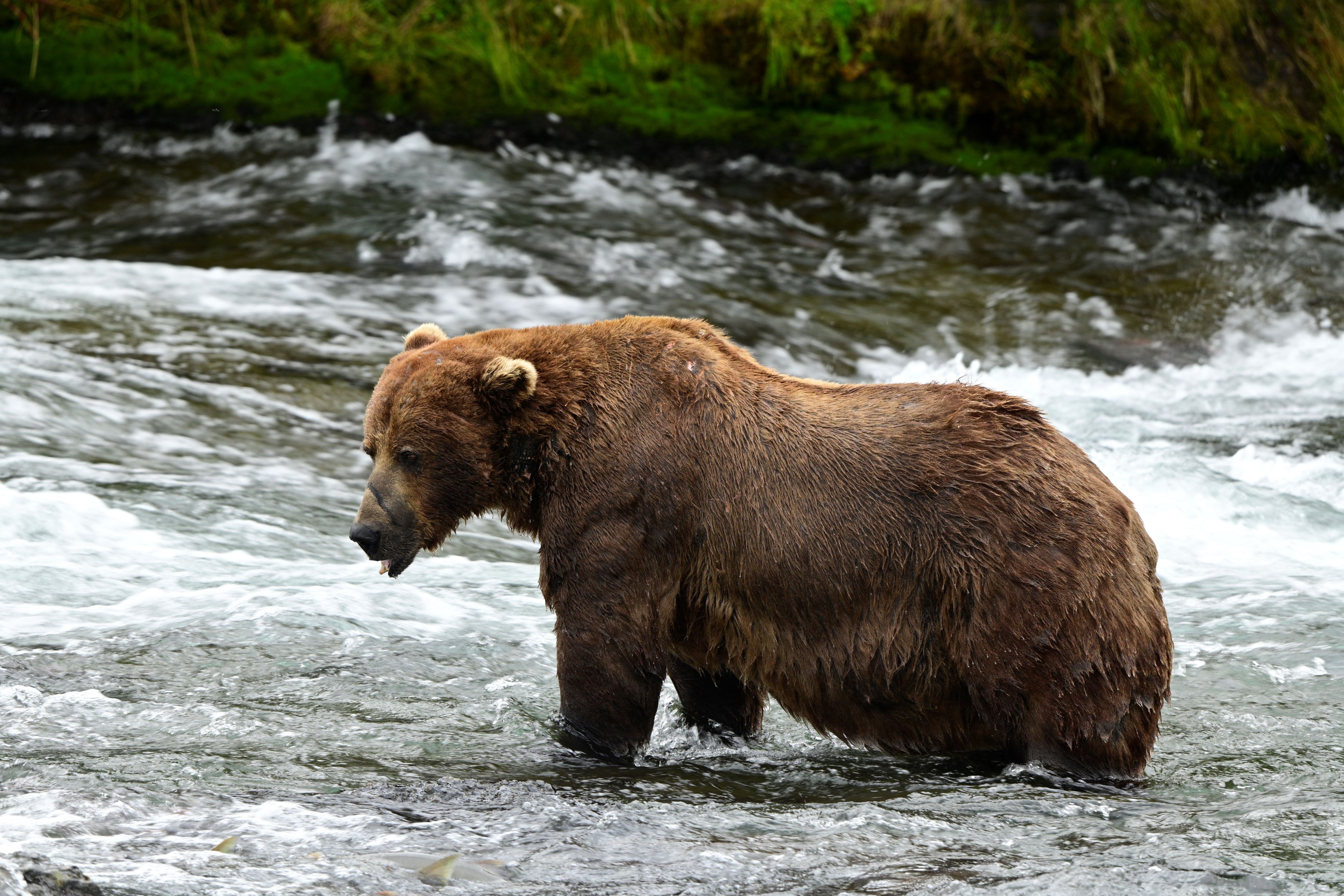 A skinny brown bear stands in a river