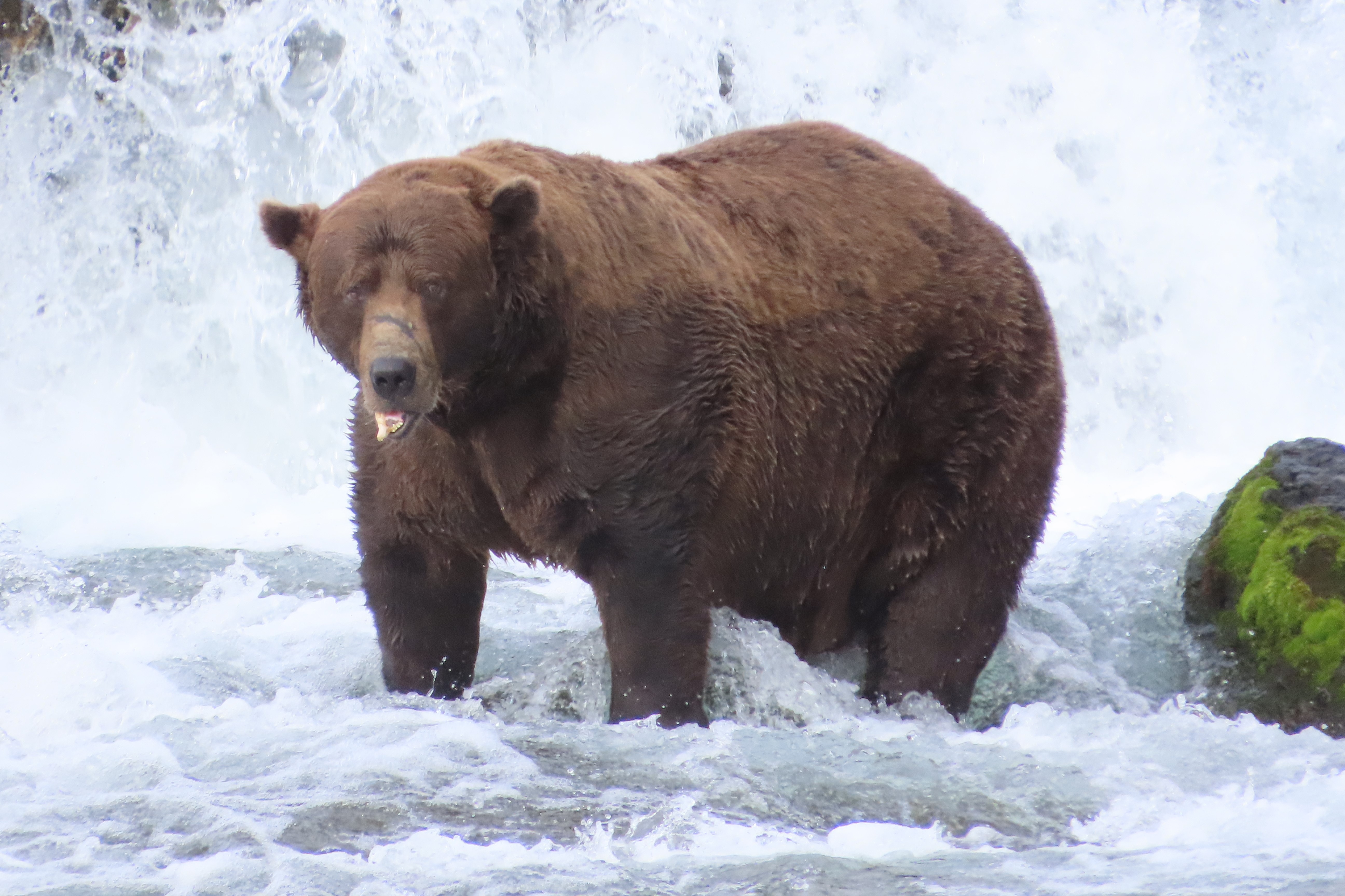 A skinny brown bear stands in a river