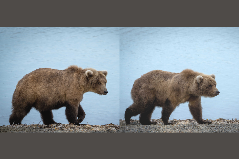 Two cubs stand on top of a waterfall