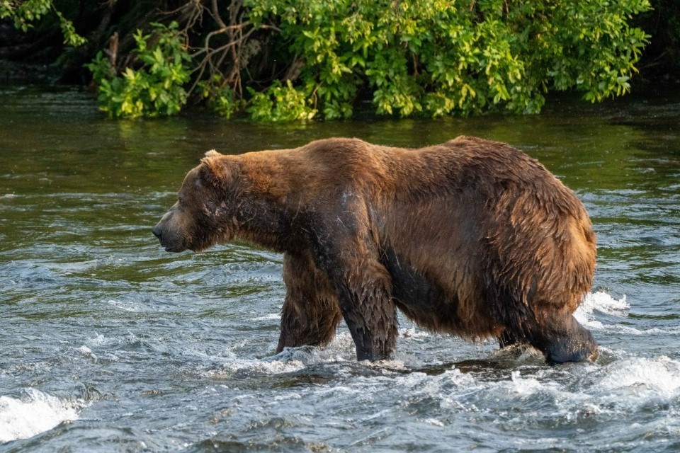 A bear walking in water