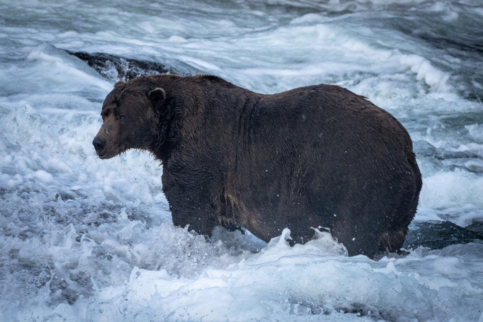 A bear walking in water