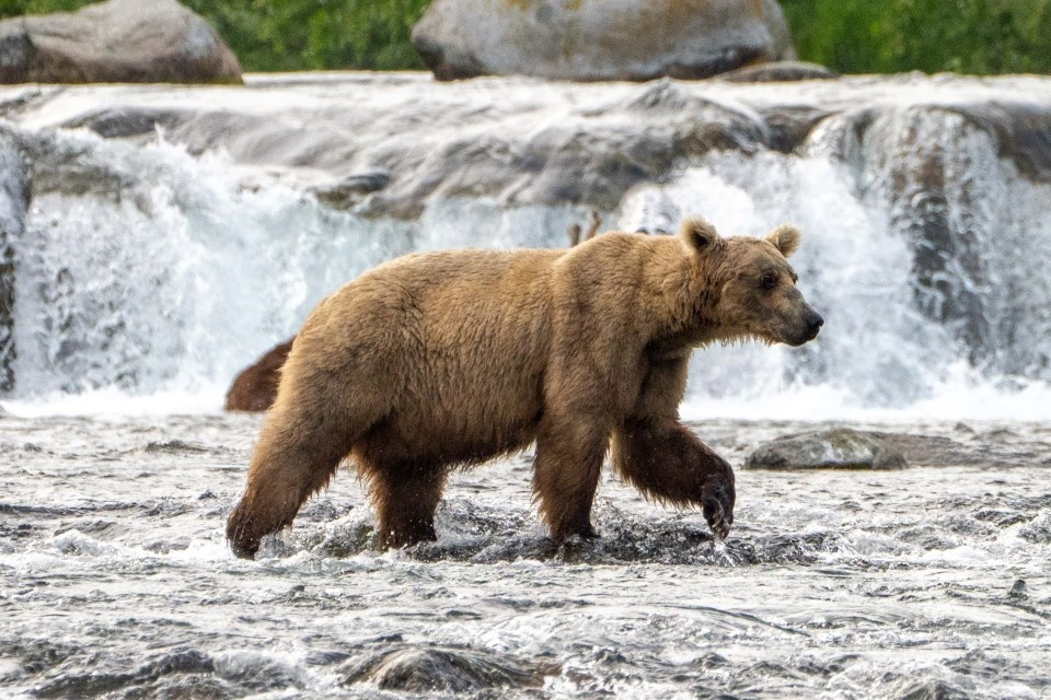 A bear walking in water with a waterfall behind