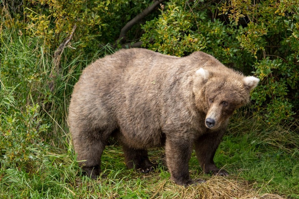 A bear walking in water with a waterfall behind