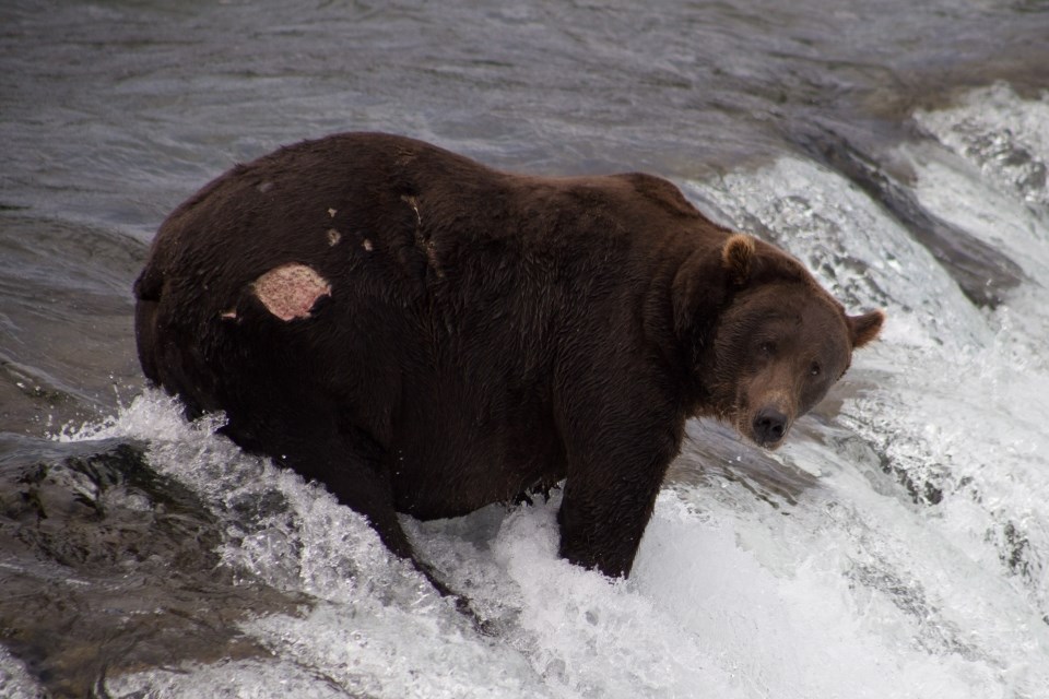 A bear standing in water