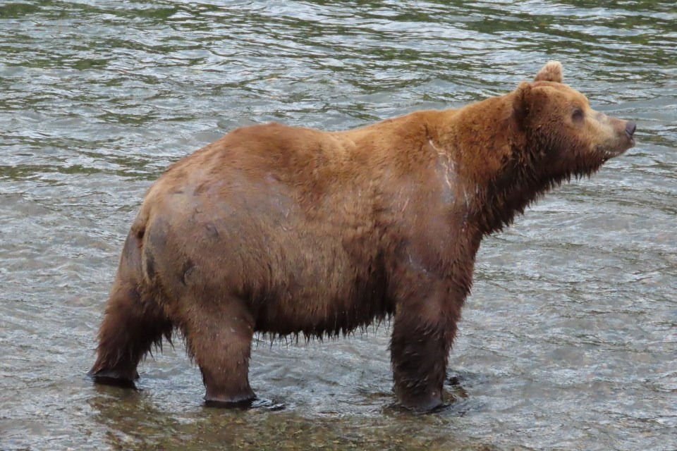 A bear standing in water