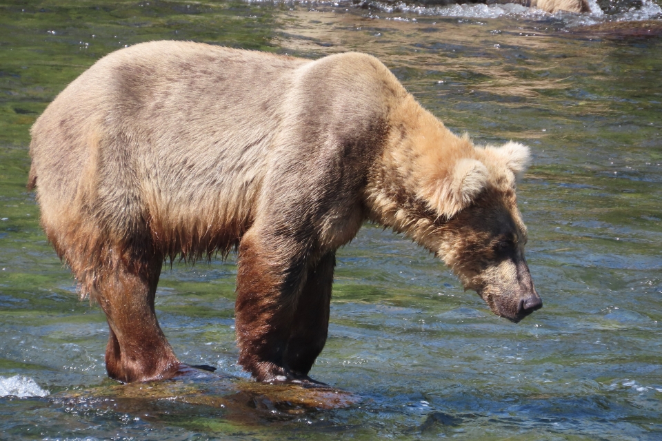 A bear standing in water