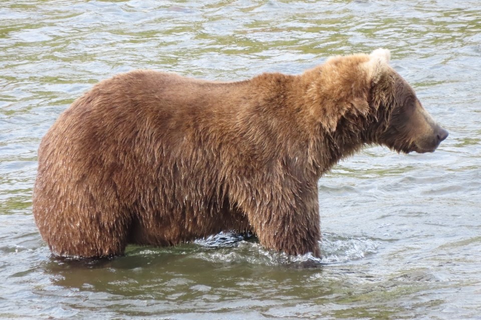 A bear standing in water