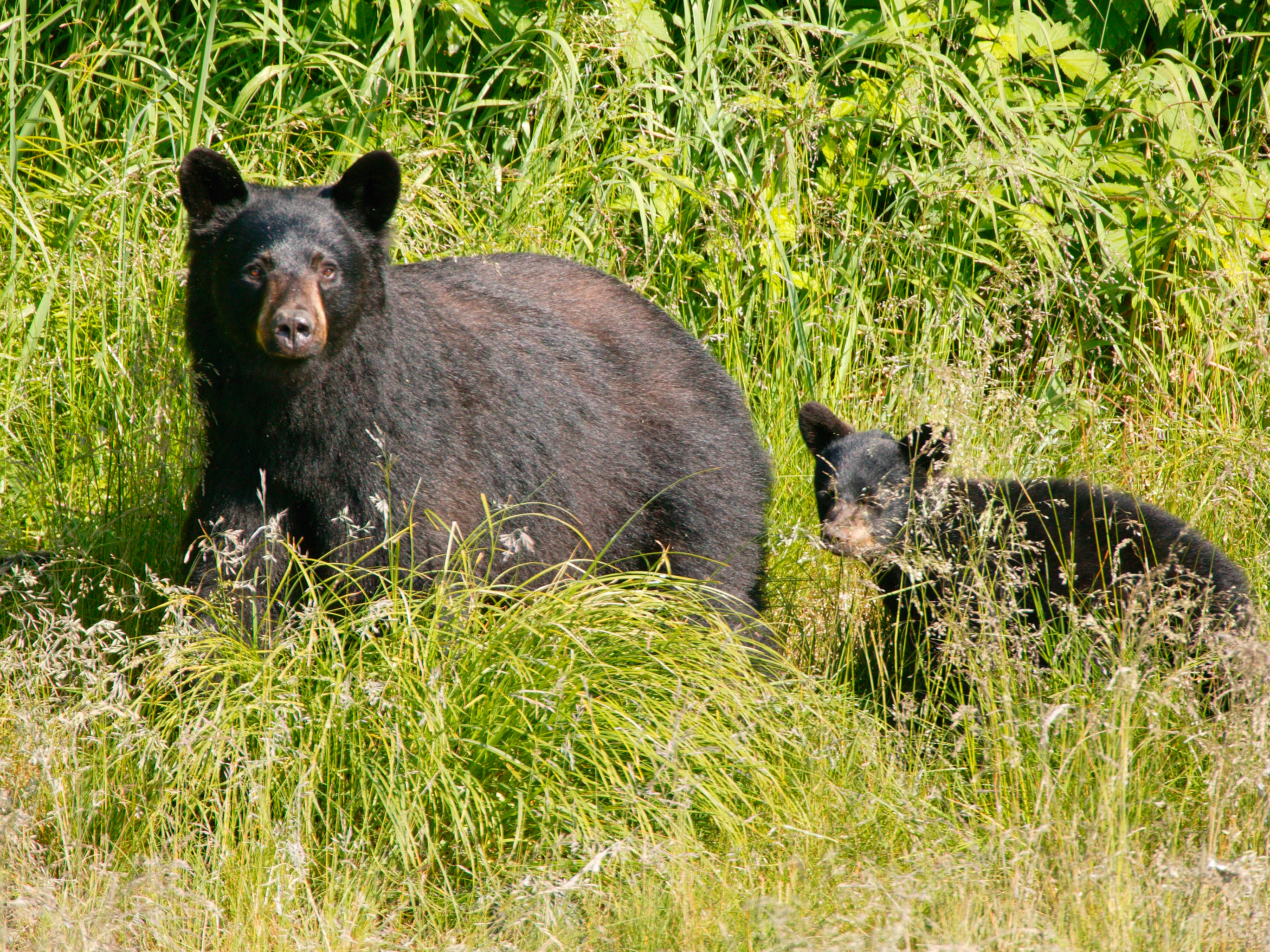 Black bear and cub