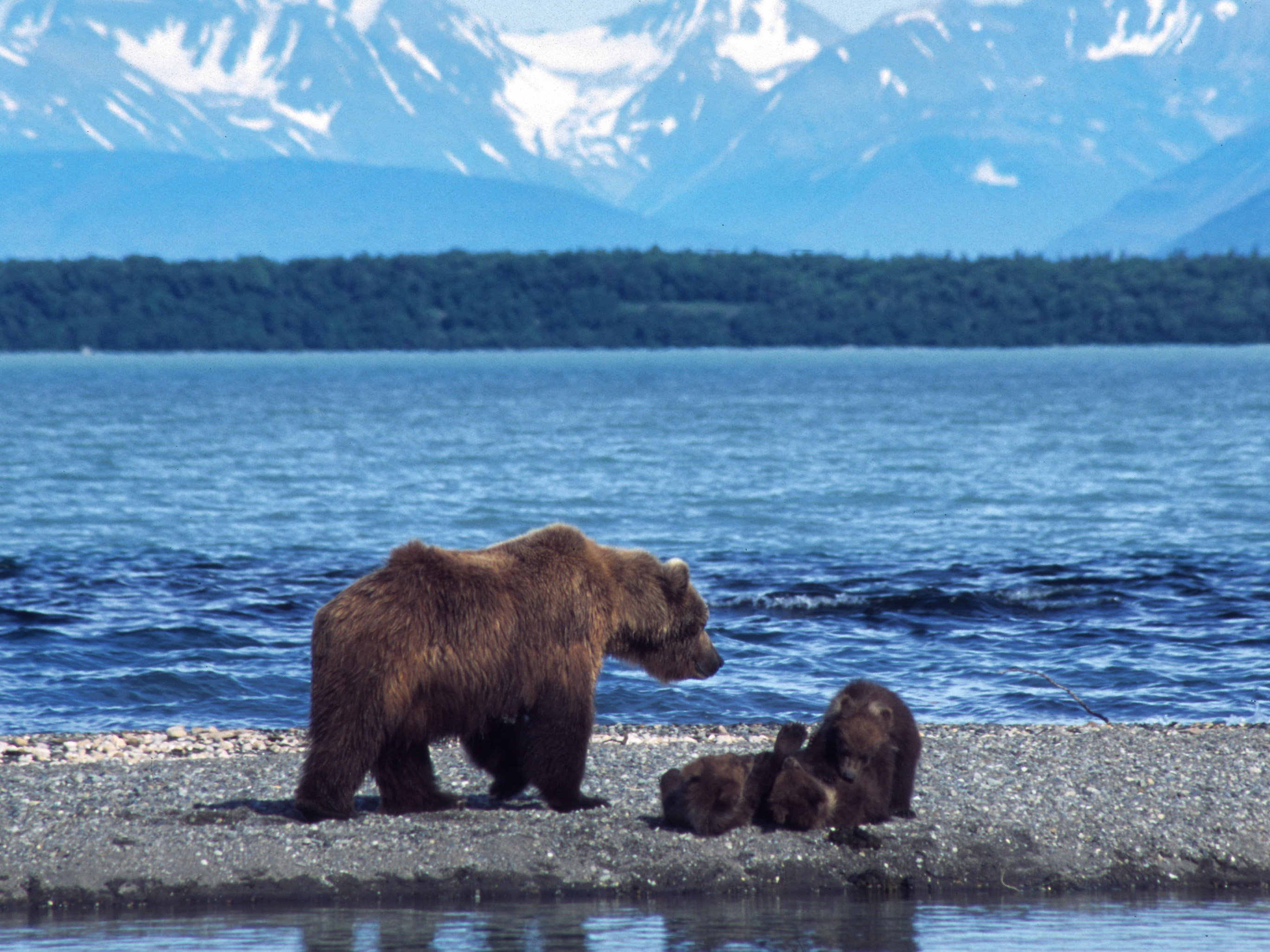 Black bear and cub