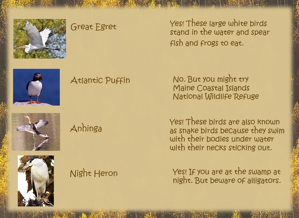 Photos of a flying egret, puffin, anhinga, night heron.