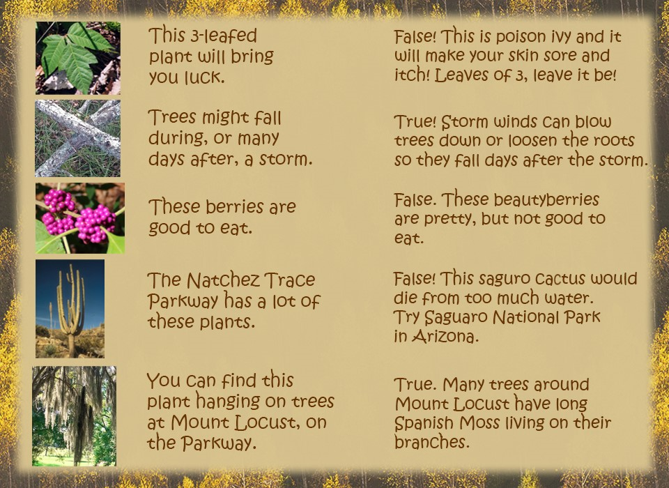 An image with 5 pictures of plants and the answers to the questions.