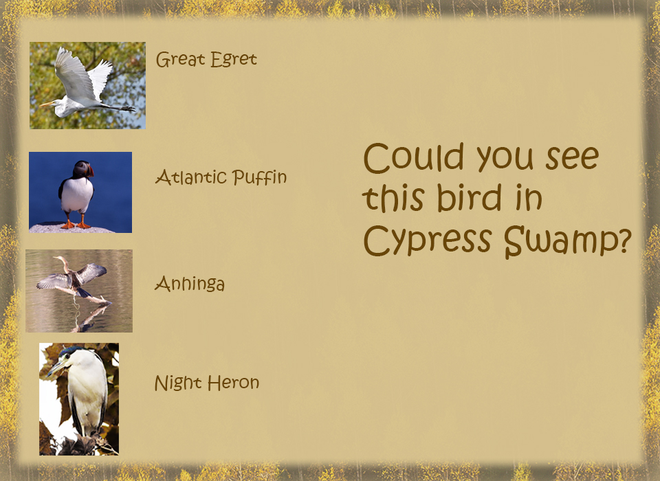 Photos of a flying egret, puffin, anhinga, night heron.