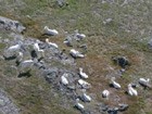 group of white colored sheep on a mountainside