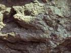 three-toed fossilized footprint on a rock