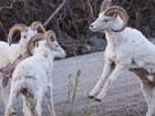 three sheep on a dirt road
