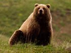 brown bear sitting on a hillside