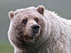 closeup of a drooling bear