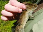 closeup of a hand, holding a vole