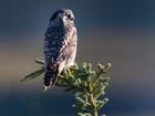 owl perched atop a small spruce tree