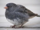 small gray bird