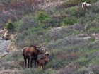 a bear looking at a moose and her calf