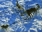 three wolves surrounding a caribou in the snow