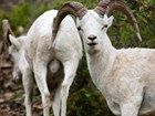 close view of two white colored male sheep