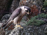 brown and tan bird perched on a rock