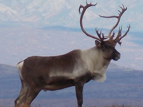 Where do caribou live?