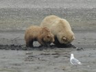 bear and cub digging in mud
