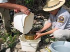 Processing a macroinvertebrate sample at Gila Cliff Dwellings National Monument.