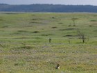 Black-tailed prairie dog 