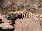 Gila monster