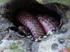 Coachwhip preying on bird eggs