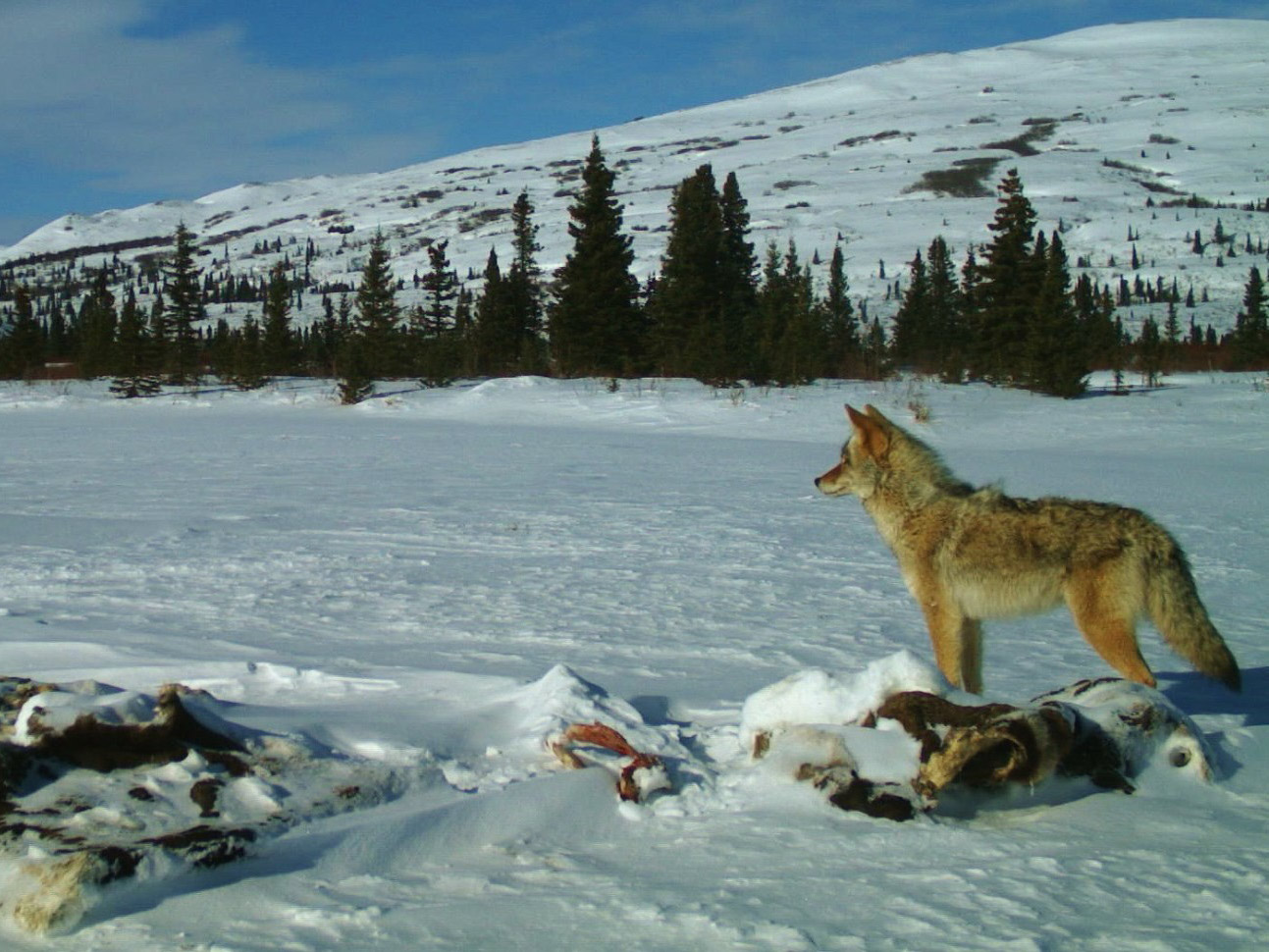 Wolf Monitoring 1986 2016 U S National Park Service
