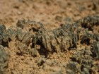 Biological soil crust