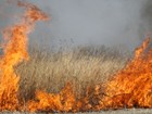 Grasslands burn in a prescribed fire