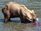 bear eating a fish in shallow water