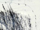aerial view of wolves moving single-file through a snowy forest