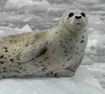 Harbor seal resting on ice