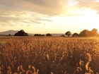 Sunset lights up the grass at Capulin Volcano National Monument