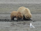large brown bear and a cub digging in sand near a gull