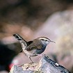 Photo of Bewick’s wren perched on a rock.