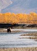 A brown bear along a river