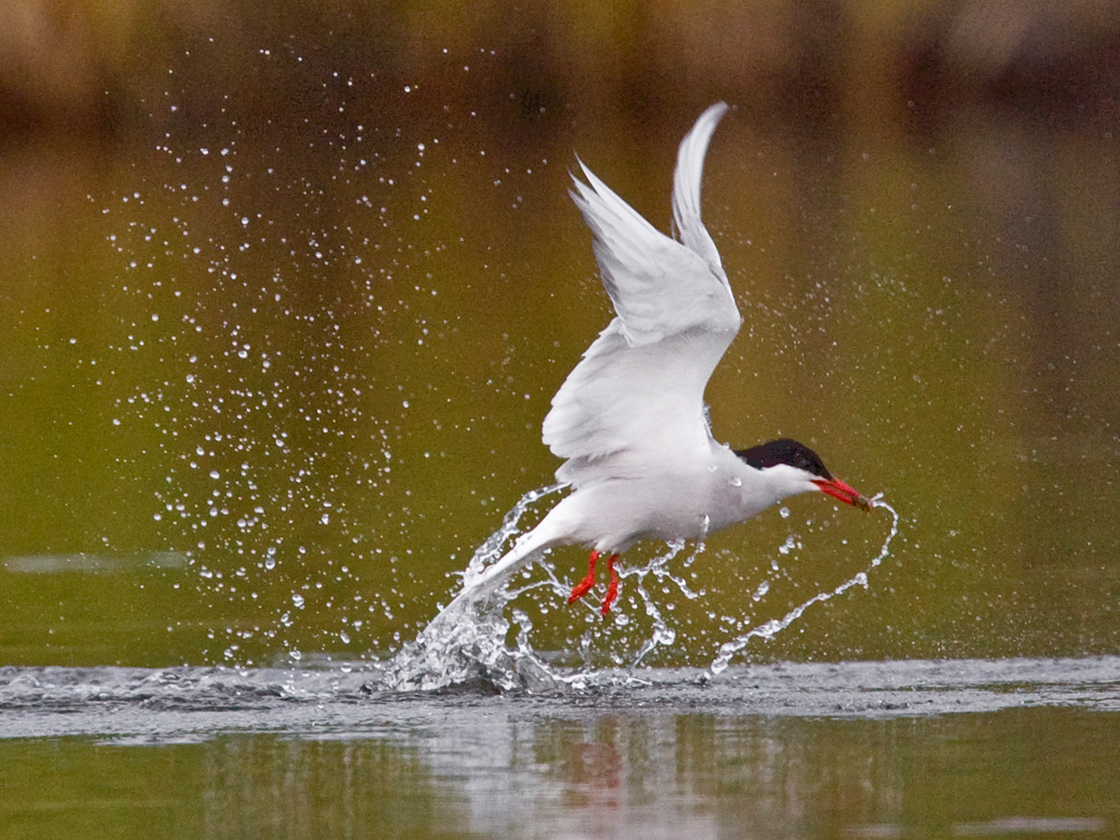 Birds Denali National Park Preserve Us National Park Service regarding Types Of Fishing Birds