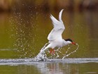 black and white bird diving into water