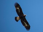 a golden eagle in flight in a blue sky