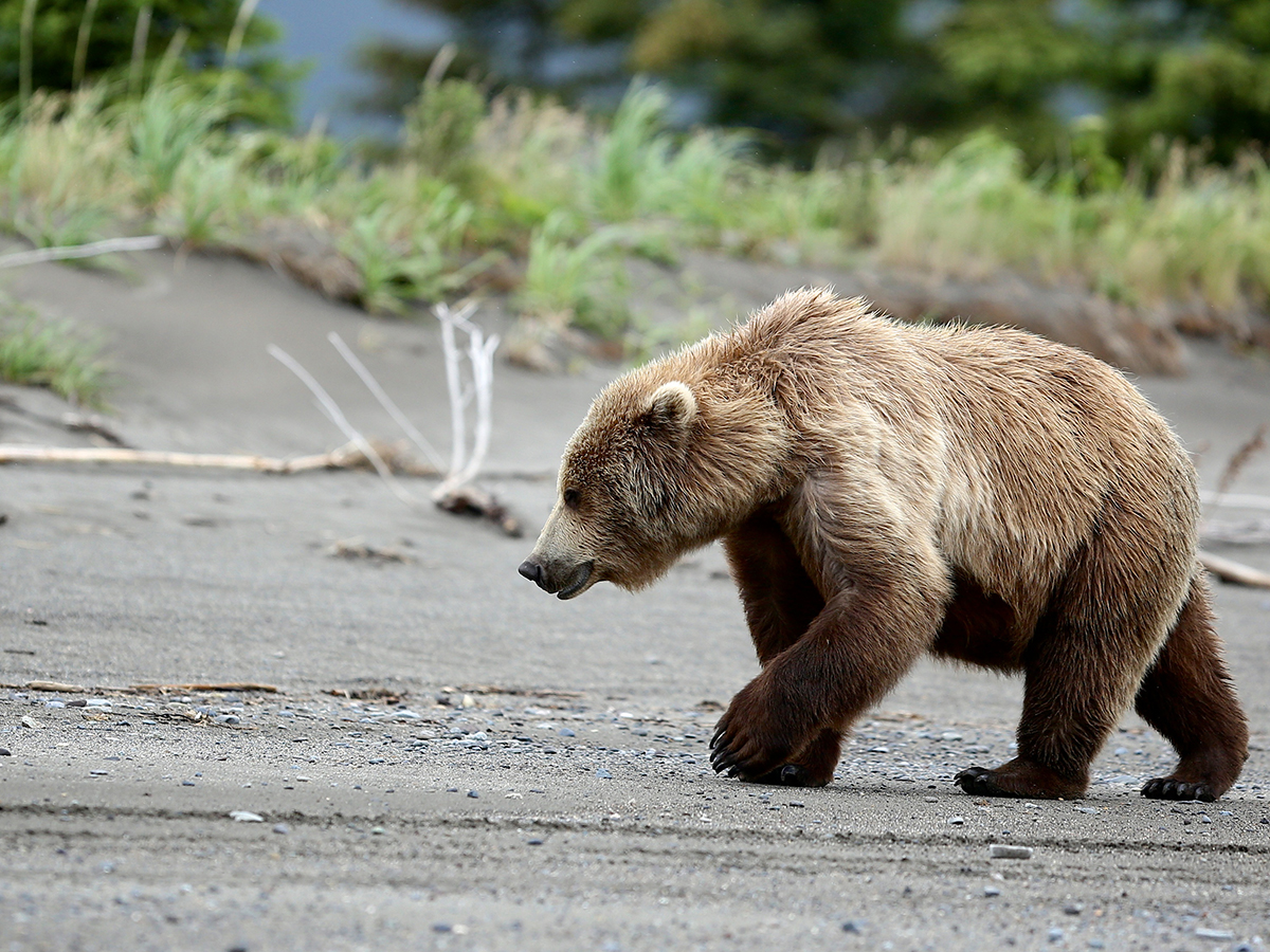bear resistant food ensacark