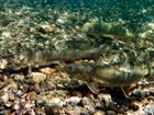 Lake trout in Yellowstone Lake (Copyright Jay Fleming)